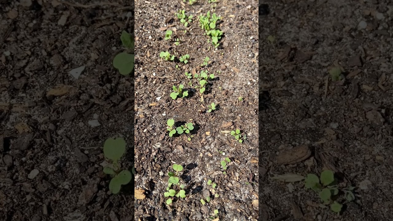 Top Fast-Growing Vegetables to Plant First for a Quick Garden Harvest