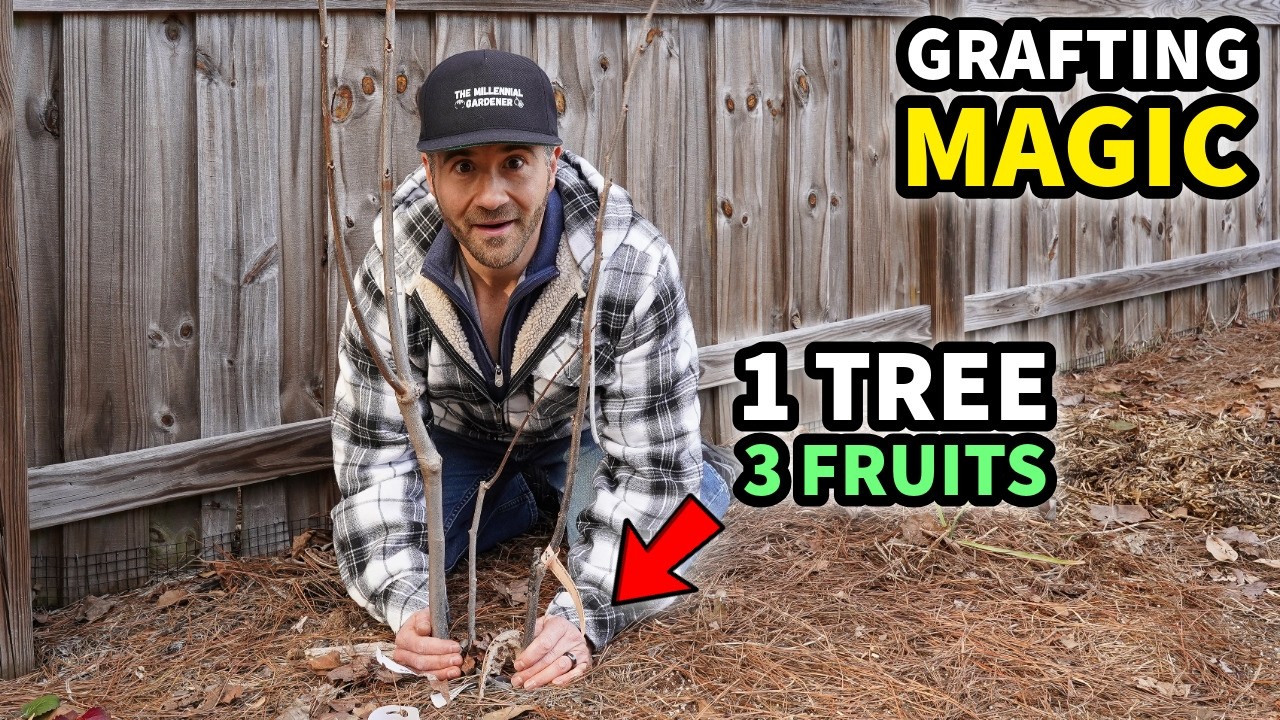 The Amazing Benefits of Grafted Fruit Trees