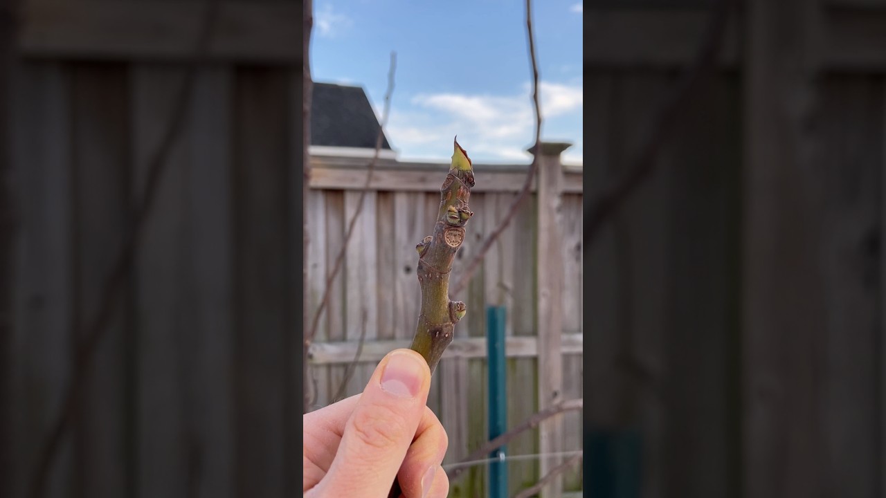 The Truth About Cold Damage to Fruit Trees