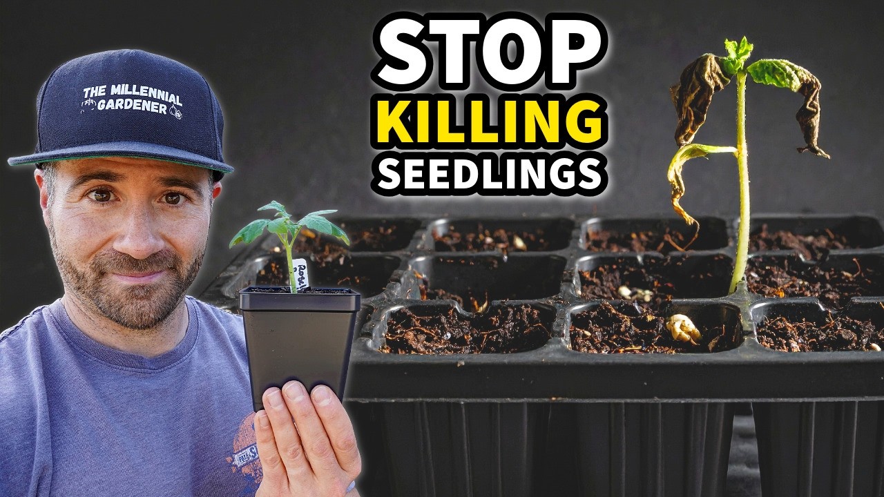 10 Mistakes KILLING Your Seedlings: Fix Them NOW!