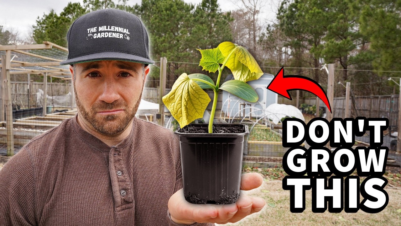 Reasons Why You Should Watch Before Planting Cucumbers, Squash, or Melons