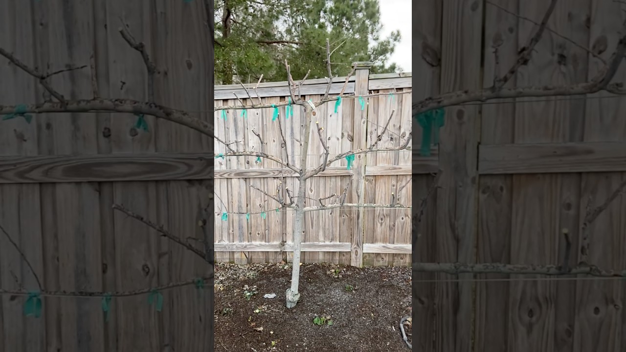 Espalier: The Art of the Most Elegant Pruning Technique