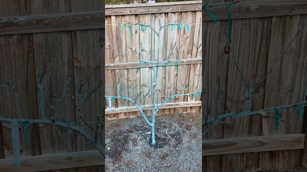 Why I Sprayed My Fruit Trees Blue: The Surprising Reason Behind It