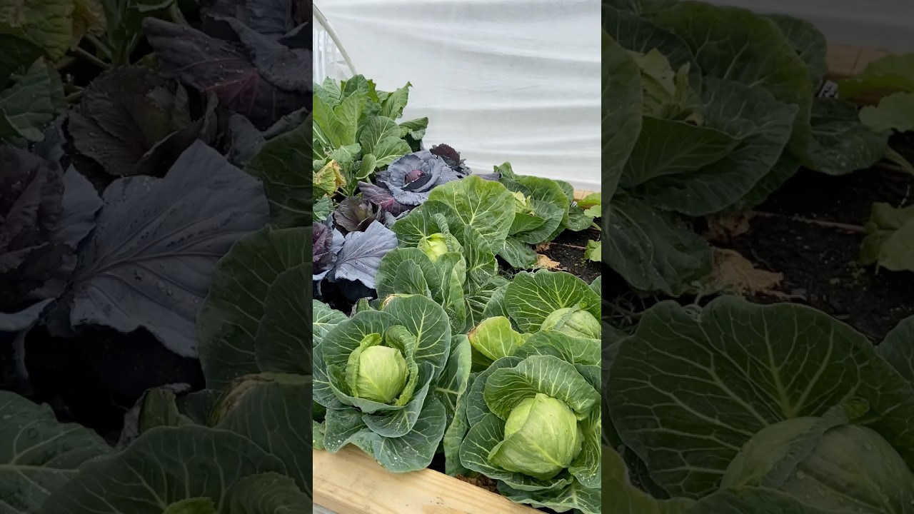 Top My Favorite Plants to Grow in March